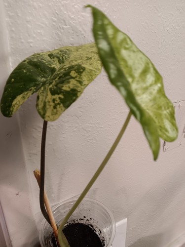 Alocasia blizzard tri color - alocasia, tri-color