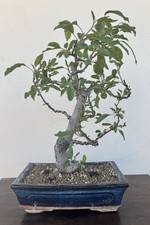 Bonsai melo - bonsai,