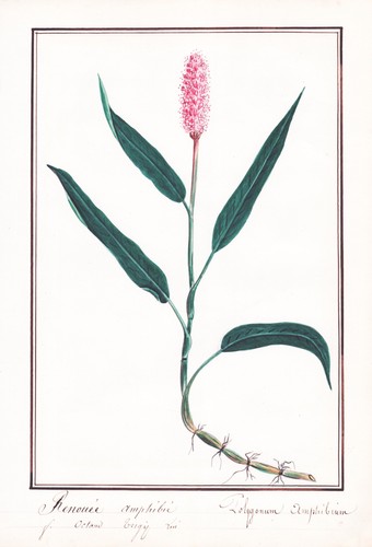 Polygonium amphibium rinnovata - amphibium,