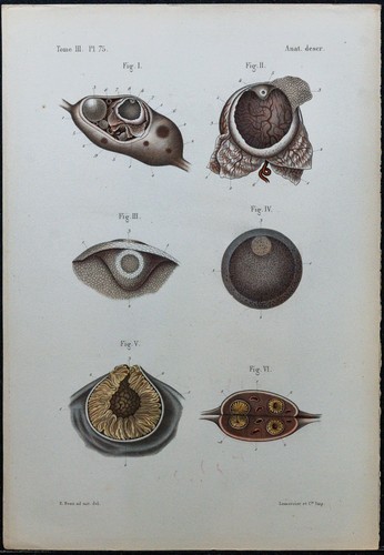1866 ovaire fasce - 1866,
