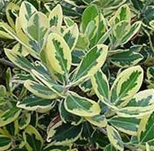 40pz Pianta Metrosideros