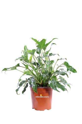 Pianta philodendron xanadu - di,