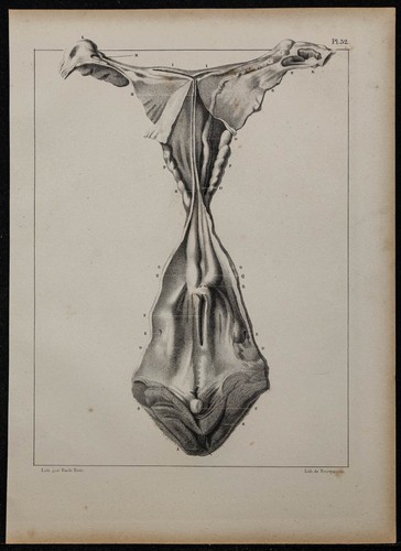 1839 tavola anatomia - tavola,