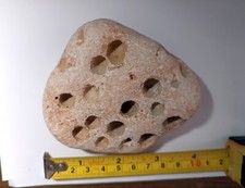 Pietra marina con fori