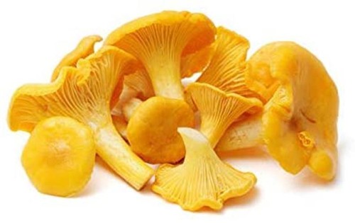 Funghi finferli spore sacco - funghi,
