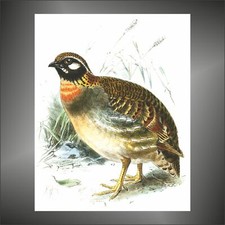 adesivo PERNICE PARTRIDGE