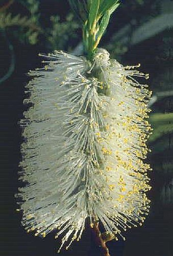 Callistemon citrinus white - callistemon,