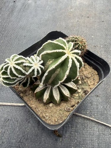 Piante succulente aztekium - succulente,
