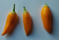 20 semi di Peperoncino Aji