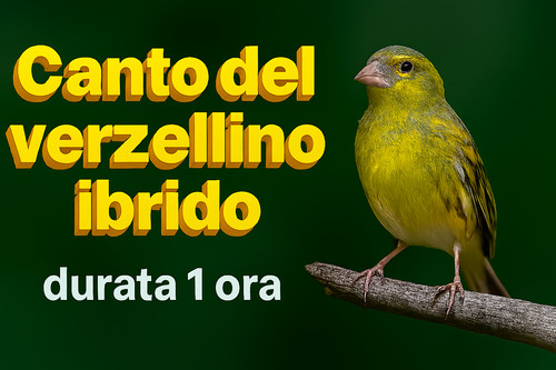 Canto del verzellino - canto,
