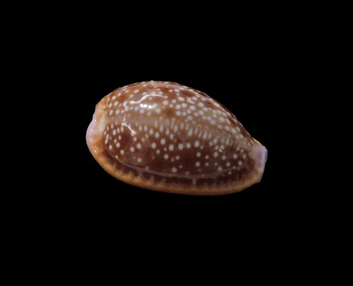 Conchiglia shell cypraea - shell,