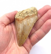 Dente squalo megalodonte - di,