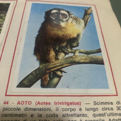 Figurina animali ed - figurina, n.