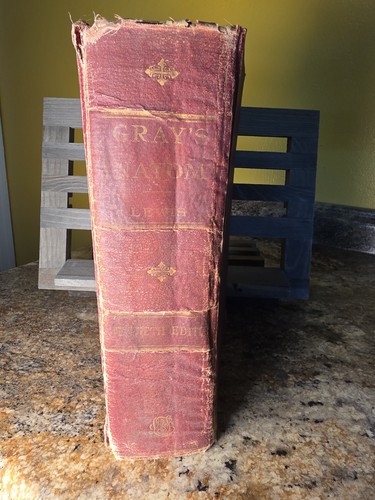 Antique gray anatomy the - antique, gray's