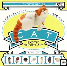 PUTITTO Exotic Shorthair Cat