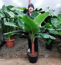 Musa 'Dwarf Cavendish' Banana