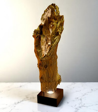 Legno di Deriva Piantana