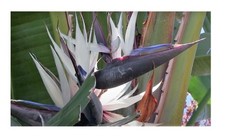 3x Strelitzia nicolai piante