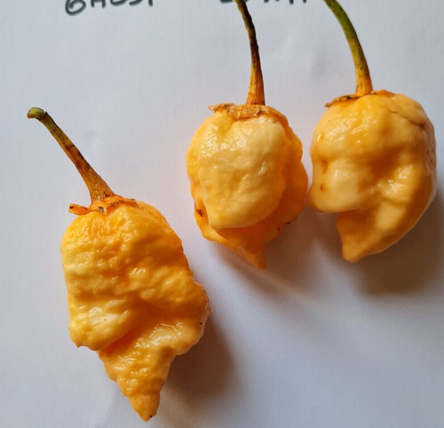 Bbg7 peach ghost - peach, jami