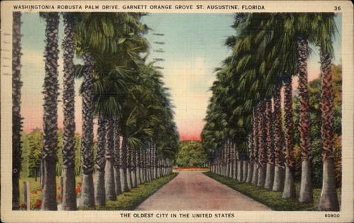 Washingtonia robusta palm - robusta,