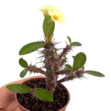 Euphorbia milii YELLOW CREAM | Crown of thorns | Christ plant -  - Corona di spi