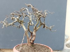 Pre-Bonsai Di Prunus Spinosa