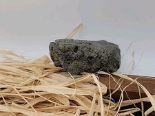 Permineralization Turtle