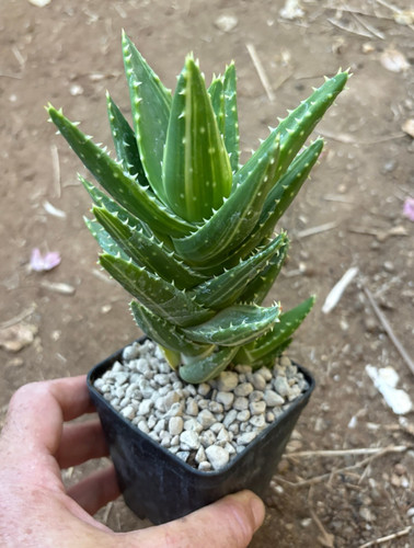 Aloe mitriformis variegata - aloe,