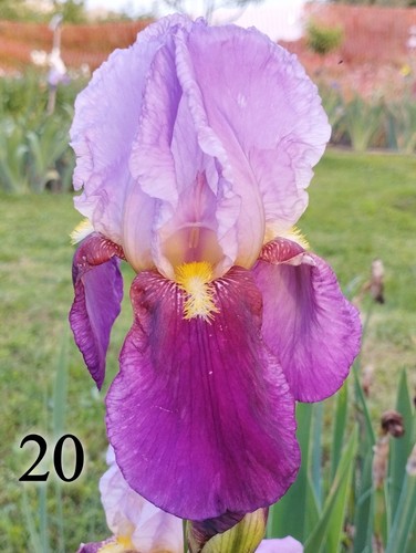 Rizomi iris germanica - rizomi,