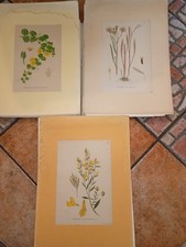 1860 ERBOLARIO LITOGRAFIA