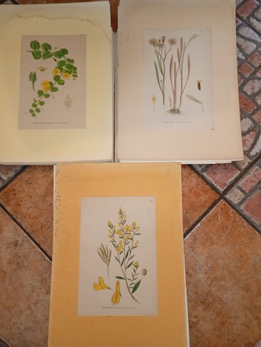 1860 erbolario litografia - 1860,