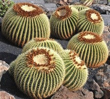 Echinocactus grusonii | Golden barrel cactus | Mother-in-law's cushion -  - Cusc