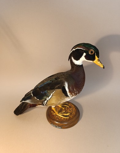 Taxidermy cabinet de - cabinet,