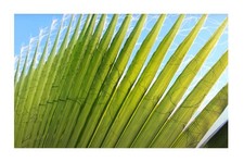 25x Washingtonia robusta