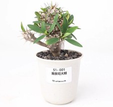 Vaso 6,5 cm raro Euphorbia