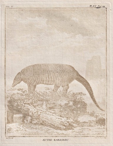 Pholidota pangolino animali - pholidota,