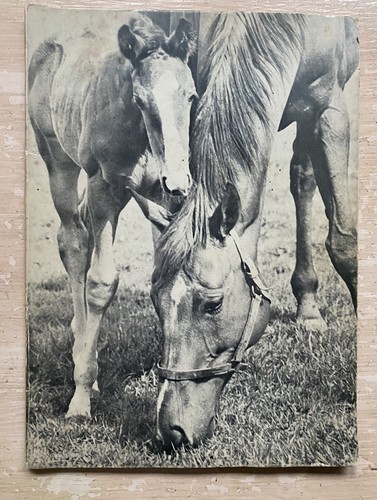 Come nasce cavallo - come,