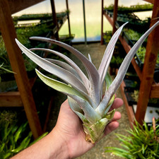 Chiapensis Giant Form Air
