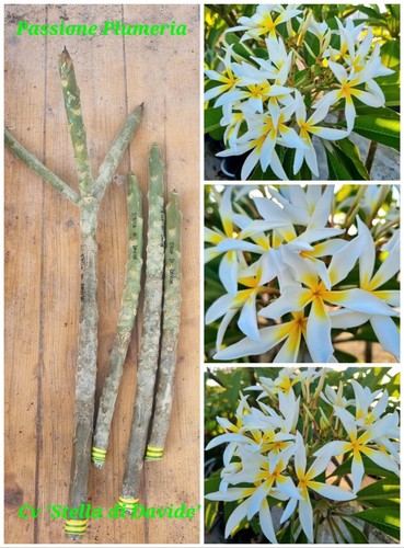 Talea plumeria - talea,