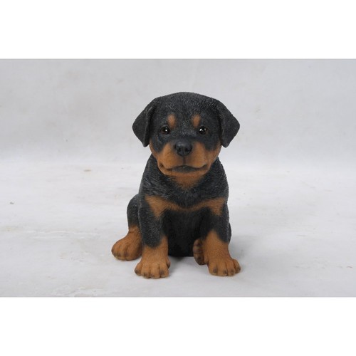 Cucciolo rottweiler - cucciolo,