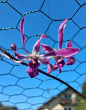Dendrobium panavee un - panavee,