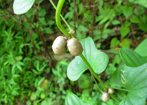 Dioscorea batatas pianta - dioscorea,