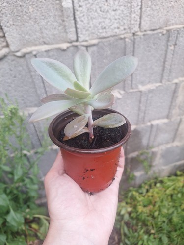 Echeveria gibbiflora vaso 10cm - echeveria,