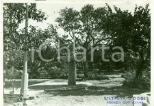 1935 ca BENGASI (LIBIA) Impianto elettrico giardino CASINA DEL LETE *Foto