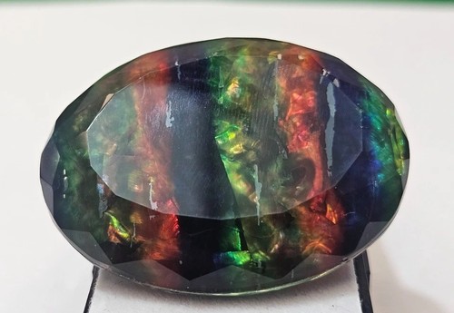 Ammolite doppia biologica
