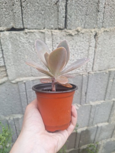 Echeveria gibbiflora vaso 10cm - gibbiflora,