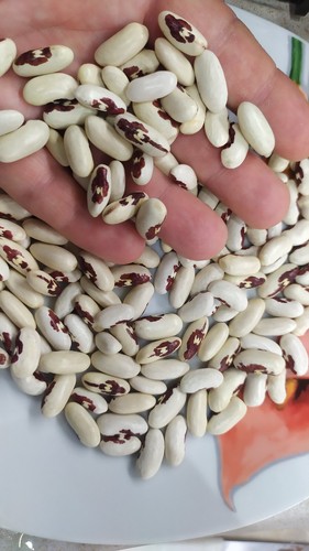 Fagioli aquila rossa - fagioli,