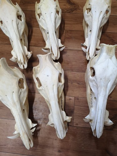 Teschio cinghiale vero - teschio, di