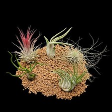 5 Tillandsia Mix - bulbosa,ionantha,kolbii,c. medusae,f. gracilis - Air plants