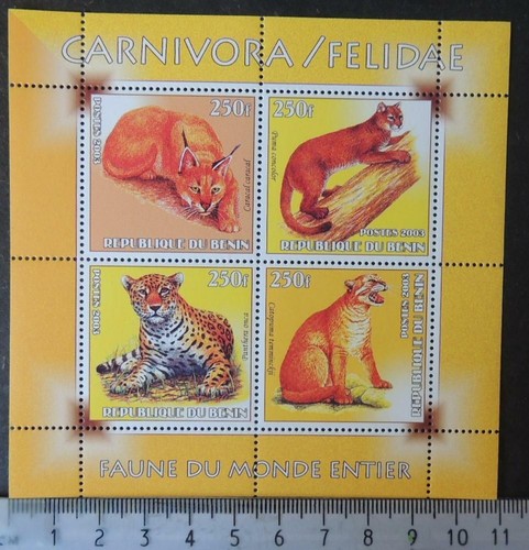 2003 animali grandi gatti